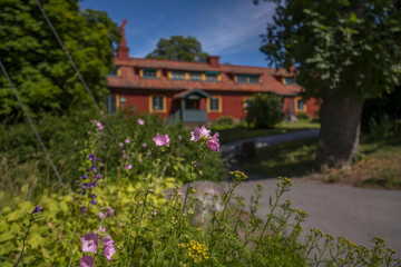 Pink flowers and old red wood house in background in a park a sunny summer day in Stockholm