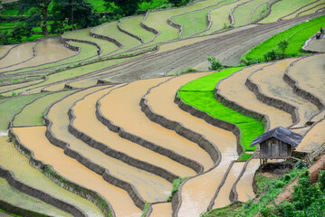 Fototapeta na wymiar traveling in Mu Cang Chai rice terraces, Vietnam