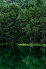Obraz premium 新緑の湖畔の風景 長野県御射鹿池 7月