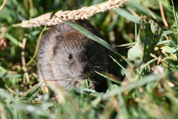 Naklejka na ściany i meble Field mouse eating grass along the edge of a meadow