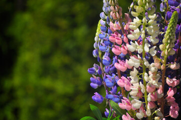 Blooming wild lupin flowers