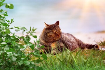 Cute young cat relaxing outdoors against green grass in spring garden.