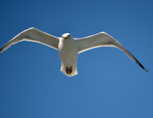 seagull in flight