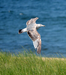 seagull flying over the sea