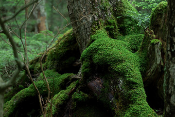 北八ヶ岳白駒の池　苔の森