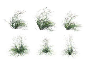 Grass blossoms on a white background