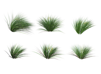  Grass blossoms on a white background