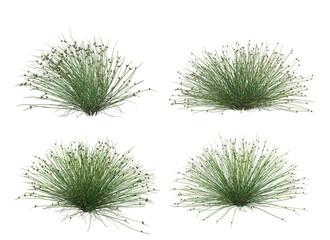  Grass blossoms on a white background