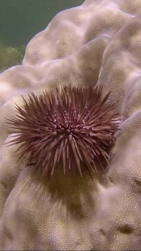 VERTICAL VIDEO: Sea urchin crawling on coral. Burrowing Urchin or Rock-Boring Urchin (Echinometra mathaei)