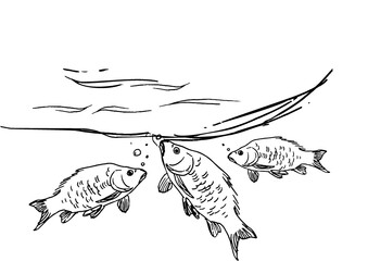illustration of a fish carp