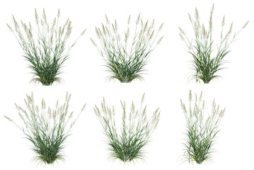  Grass blossoms on a white background