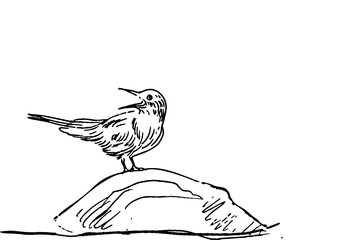 sketch of a bird on the stone