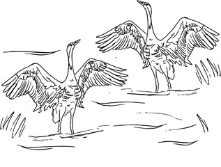 illustration of an cranes