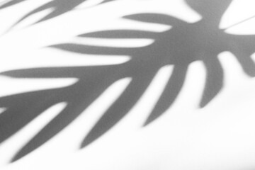 Abstract shadow black and white shadow of a palm leaf on a white wall background. Empty space for copy. The perfect backdrop for your presentation