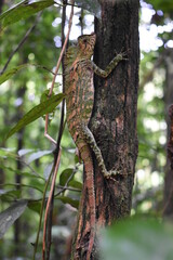 a lizard trying to camouflage on a tree trunk