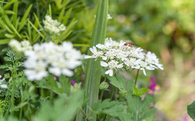 ホワイトレースフラワー
