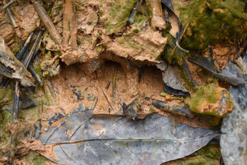 Close-up of footprints of animal in deep and wet mud in the ground.
