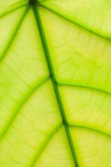 ホワイトバックの葉脈が見えるウンベラータの葉　エコイメージ