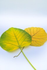 ホワイトバックの葉脈が見えるウンベラータの葉　エコイメージ