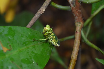A Praying Mantis on Green Leaf