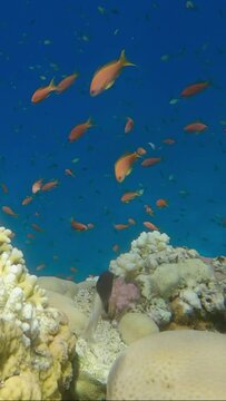 VERTICAL VIDEO: Underwater multicolored tropical fishes swim around beautiful coral reef. Camera moves sideway to the left side 