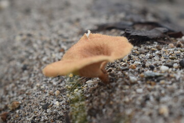 wild mushrooms growing in the sand