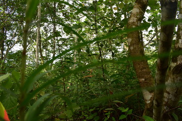 Batang toru tropical rain forest in Indonesia is one of the primary forests with dense and dense vegetation