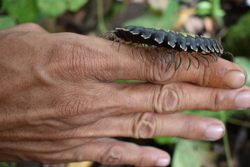 Giant millipede or Archispirostreptus gigas or keluwing in the forest