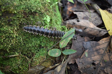 Giant millipede or Archispirostreptus gigas or keluwing in the forest