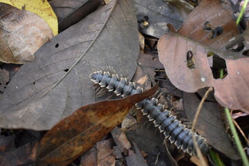 Giant millipede or Archispirostreptus gigas or keluwing in the forest