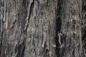 tree bark close up. ash bark close up. bark of an old giant ash tree. tree bark textures and patterns