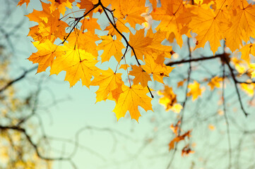 Autumn leaves on the sky