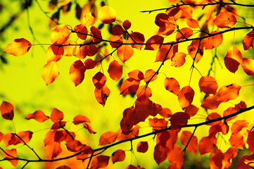 Autumn leaves on the green