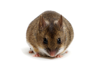  mouse isolated on white