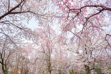 Cherry tree 平野神社　桜