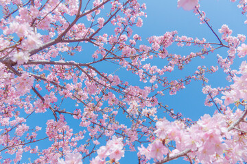 blossom 青空と河津桜