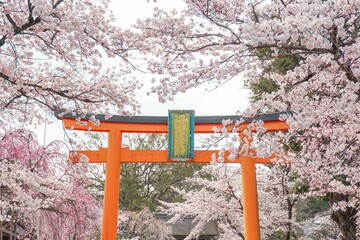 japanese cherry tree 平野神社　桜　鳥居
