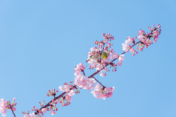 pink cherry blossom 河津桜　めじろ　青空