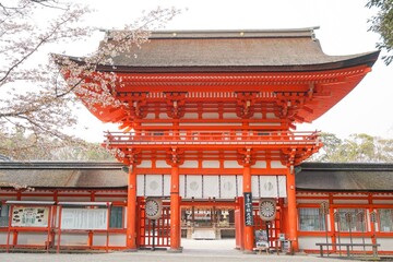 下鴨神社　桜　shimogamo shrine