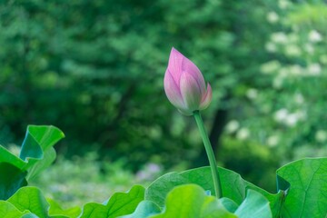 pink lotus flower 蓮の花　つぼみ