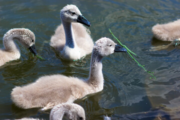 Swan chicks in a city park. Little swans on the lake
