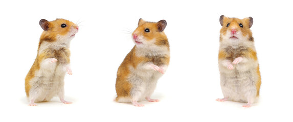 Hamsters standing on its hind legs isolated on white