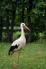 Wild European White Stork standing on green grass. Lake and trees in background. Summer nature in Latvia.
