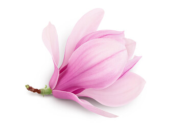 Fototapeta na wymiar Pink magnolia flower isolated on white background with full depth of field. Top view. Flat lay.