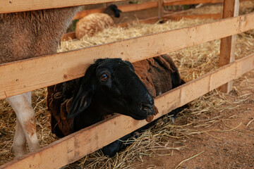 Black sheep in farm with hay and straw