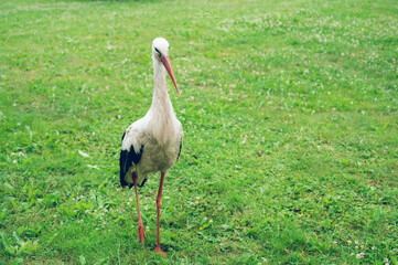 Wild European White Stork standing on green grass. Summer nature in Latvia.