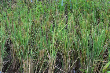 Rice seedlings growing in paddy field