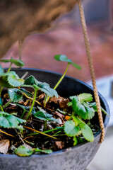 Herbs in a Basket