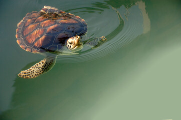 green turtle on the sea surface