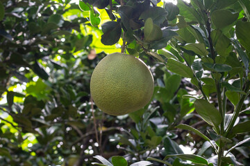 Pomelo shaddock fruits or grapefruit hanging on tree with sunlight in the garden.
